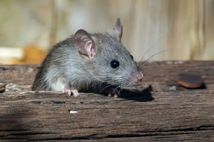 Pest Inspection