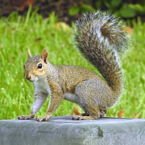 squirrel can be a pest inspection surrey