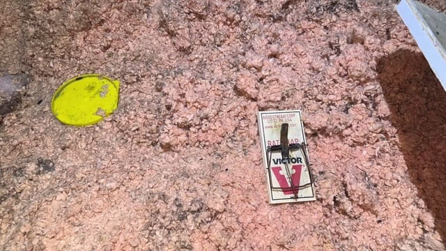 mouse trap