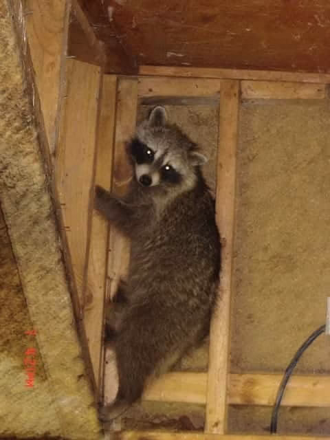 racoon in a house attic